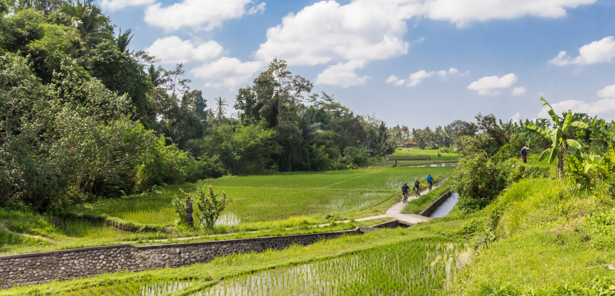 En VTT dans les rizières