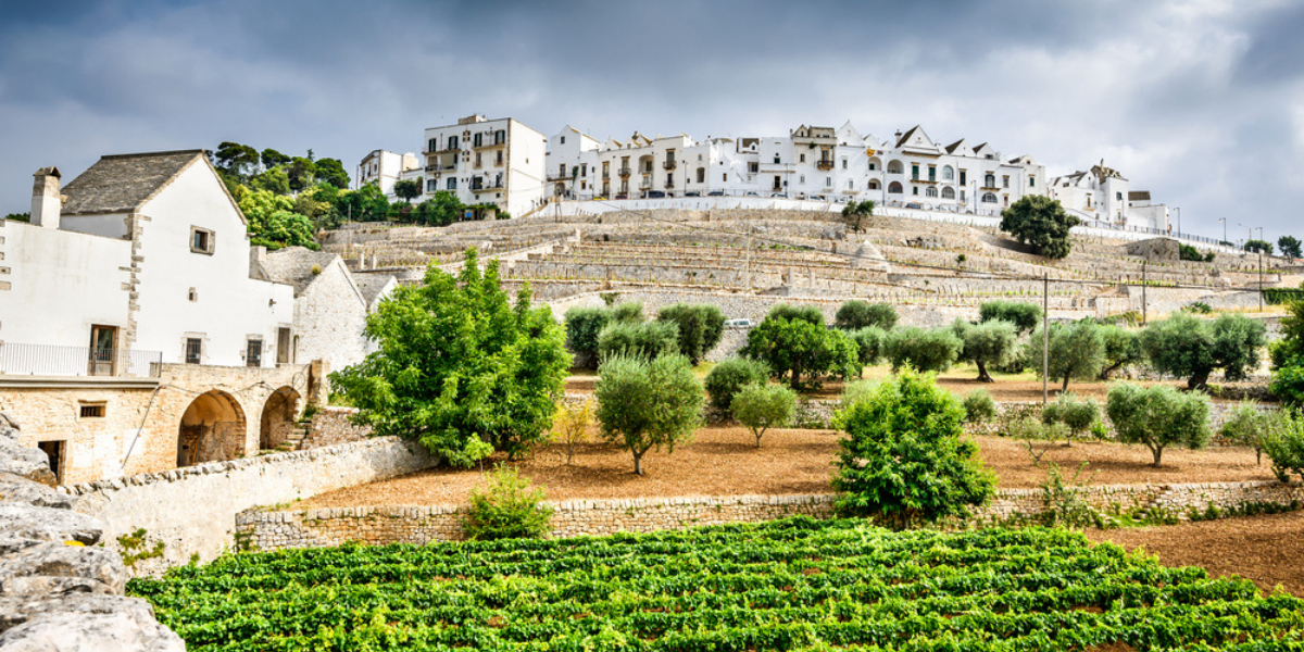 Locorotondo, au coeur des vignes