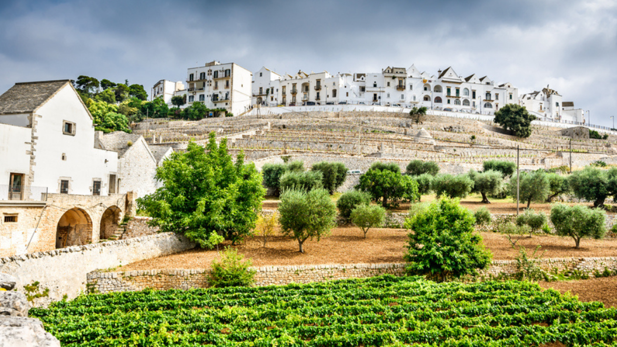 Locorotondo, au coeur des vignes