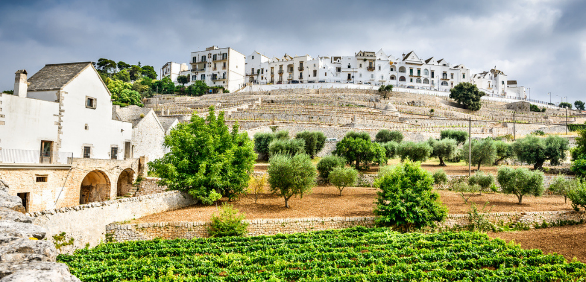 Locorotondo, au coeur des vignes