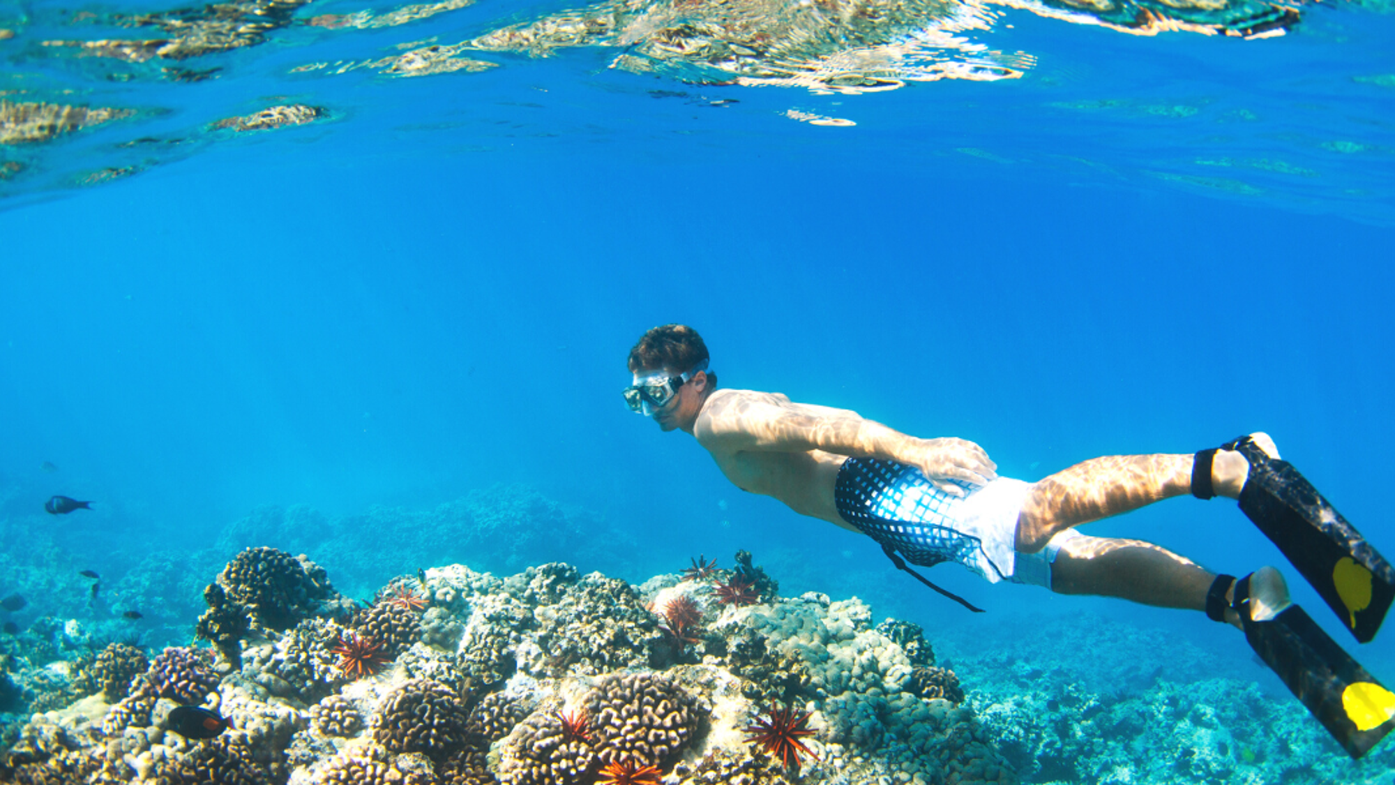 A la découverte des fonds marins