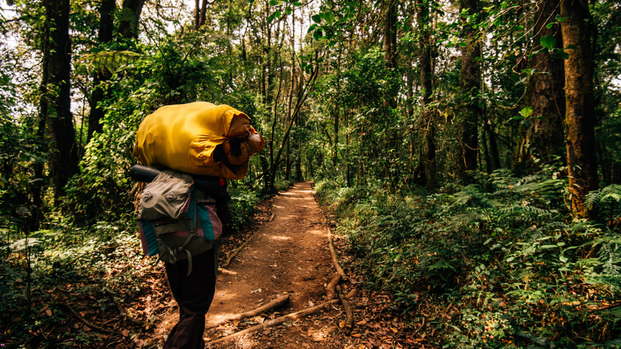 Petite mise en jambe à travers la forêt tropicale