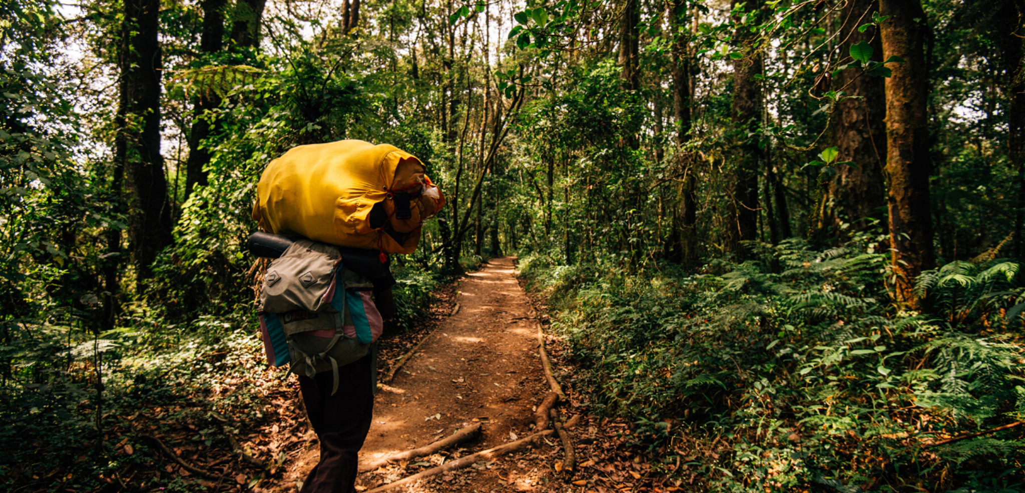 Petite mise en jambe à travers la forêt tropicale