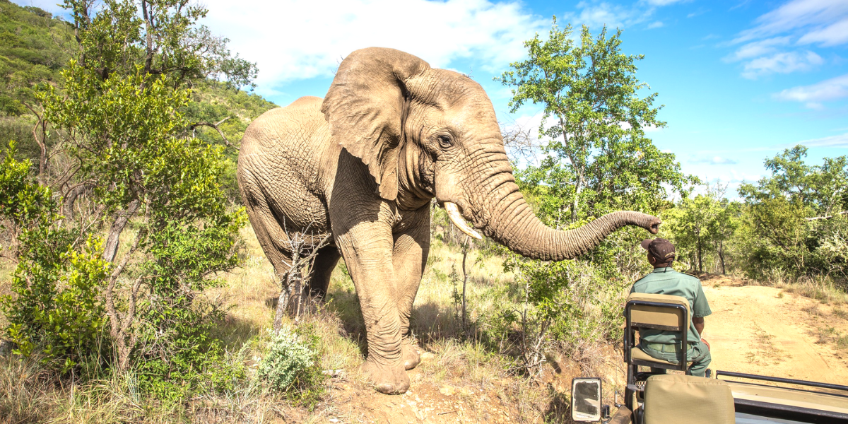 Safari 4x4 à Hluhluwe 