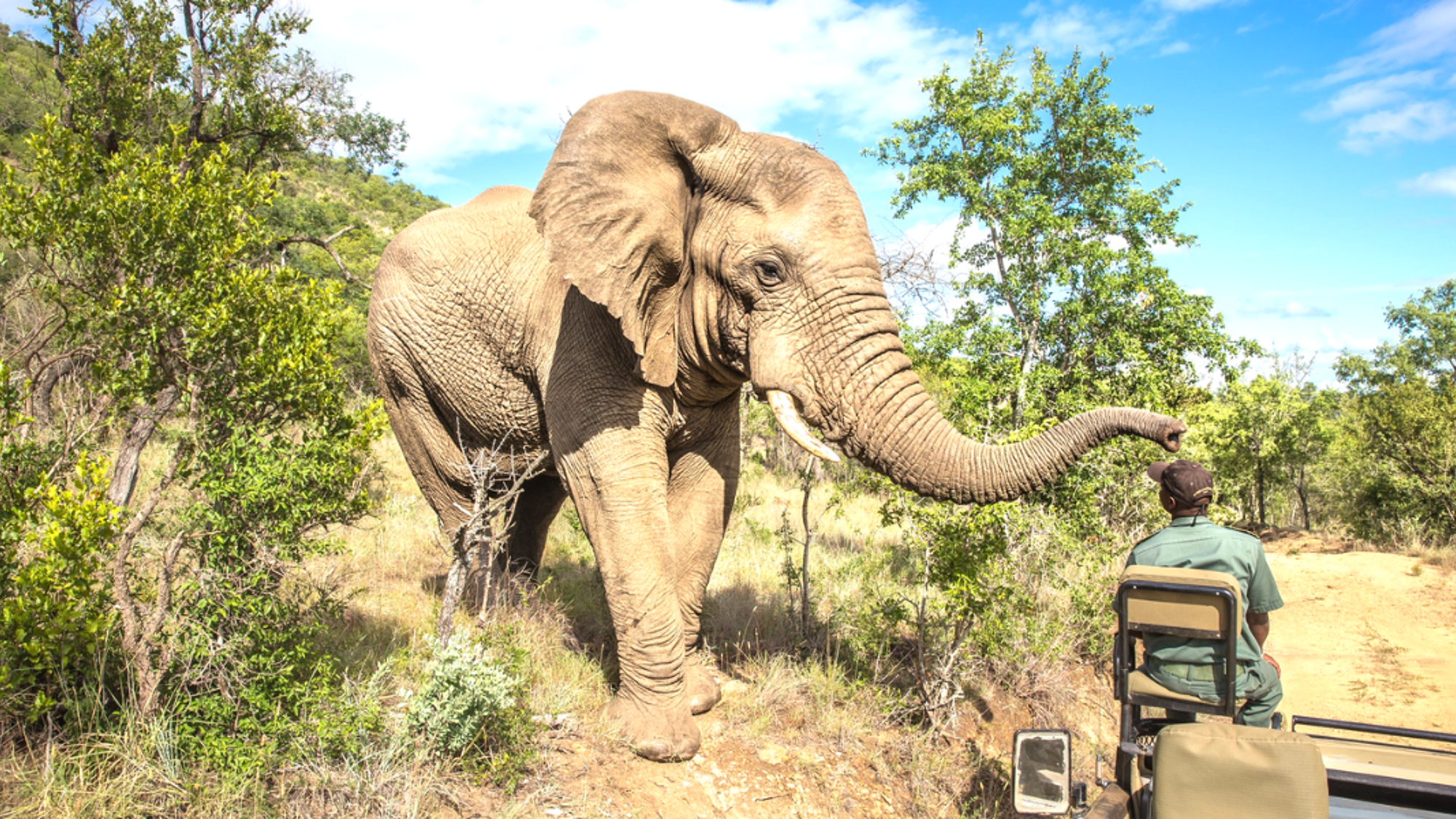 Safari 4x4 à Hluhluwe