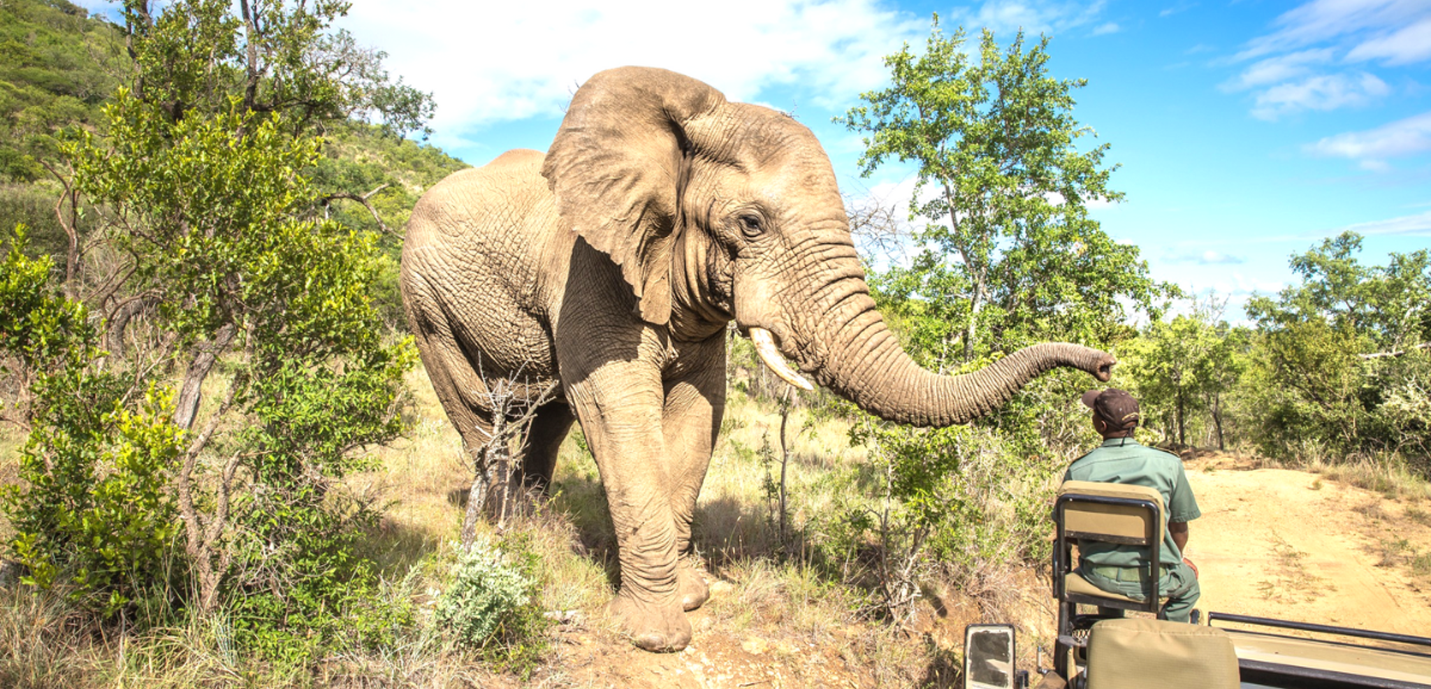 Safari 4x4 à Hluhluwe