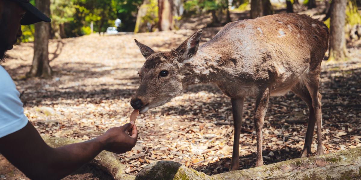 A la rencontre des biches de Nara 