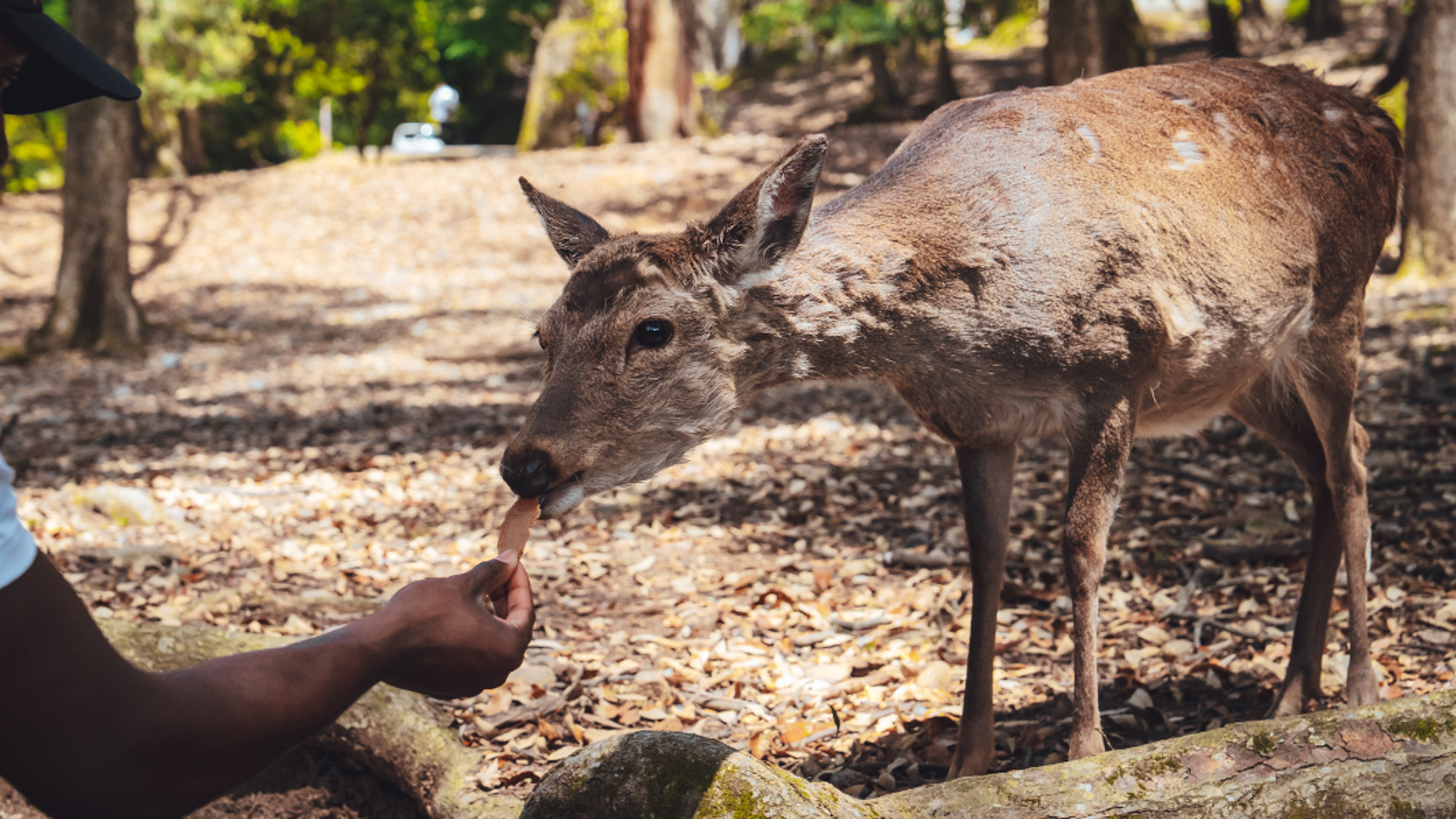 A la rencontre des biches de Nara
