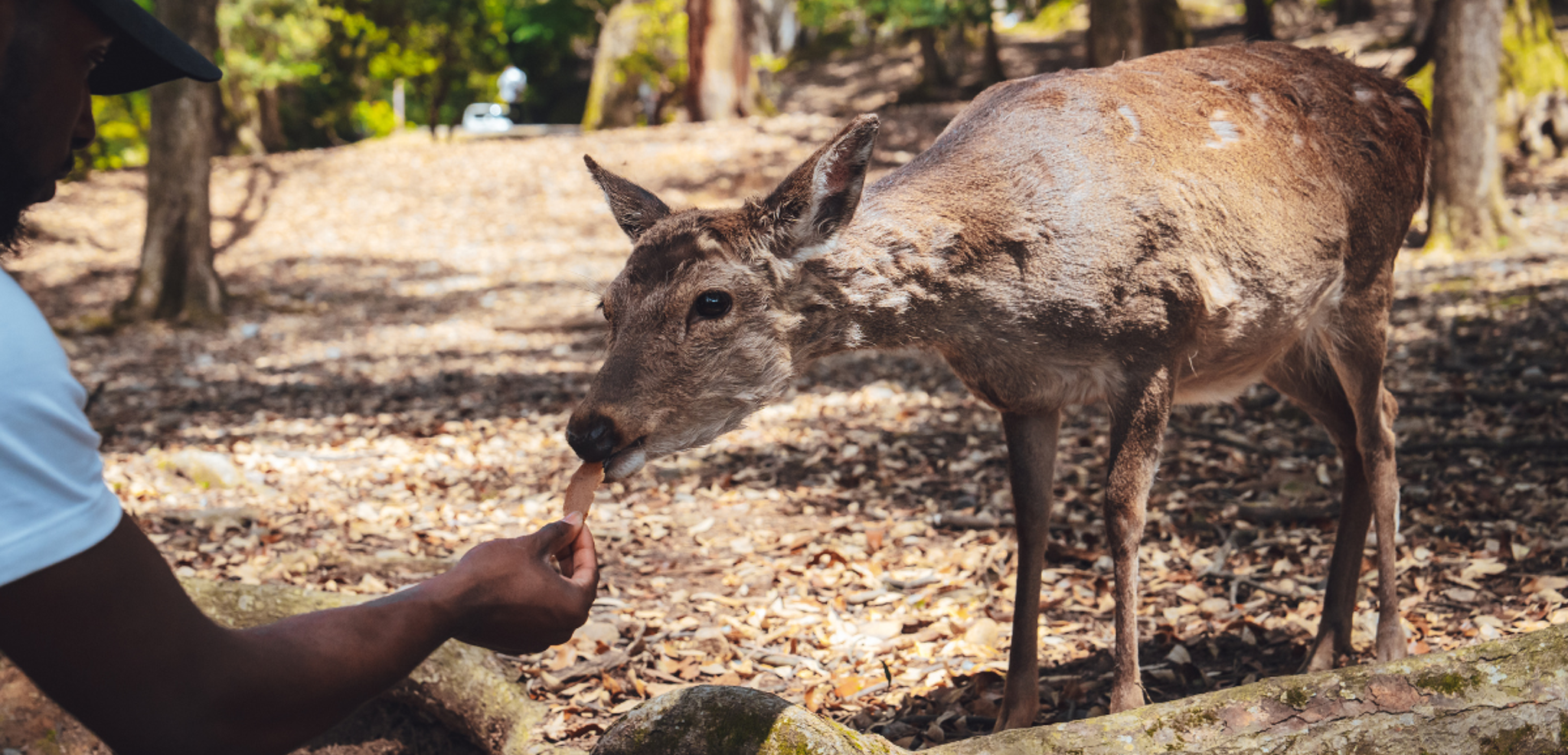 A la rencontre des biches de Nara