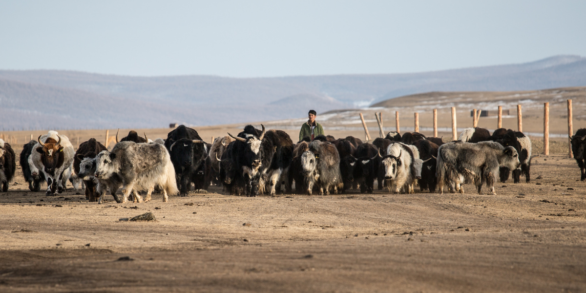 Et vivez la vie des éleveurs