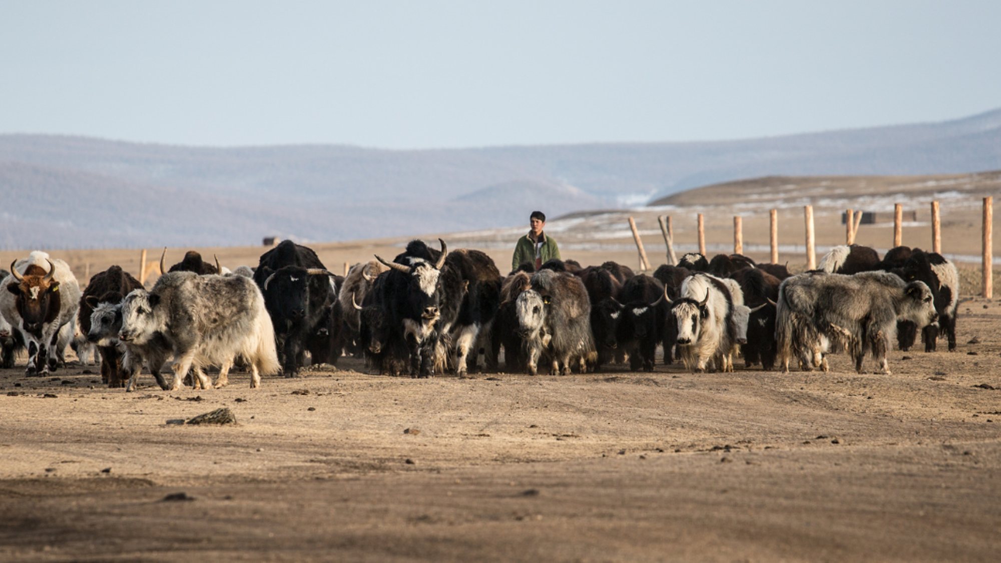Et vivez la vie des éleveurs