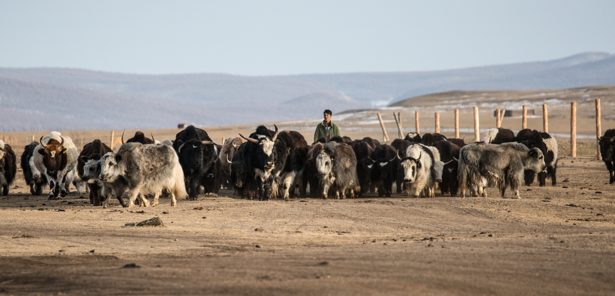 Et vivez la vie des éleveurs