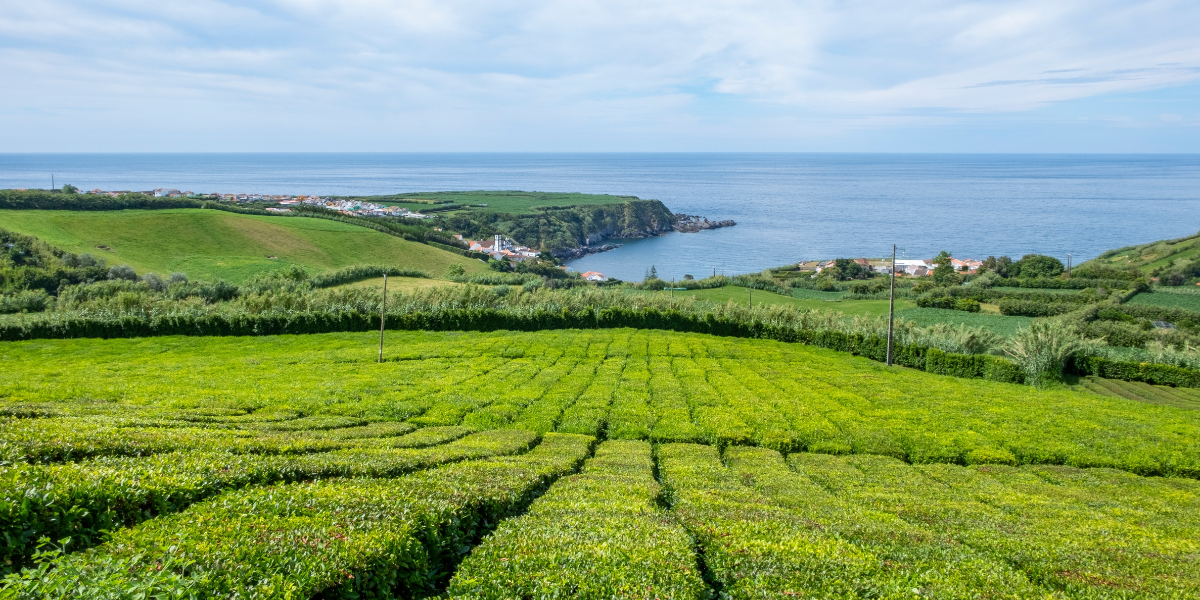 La plantation de thé, Porto Formoso - Jour 4