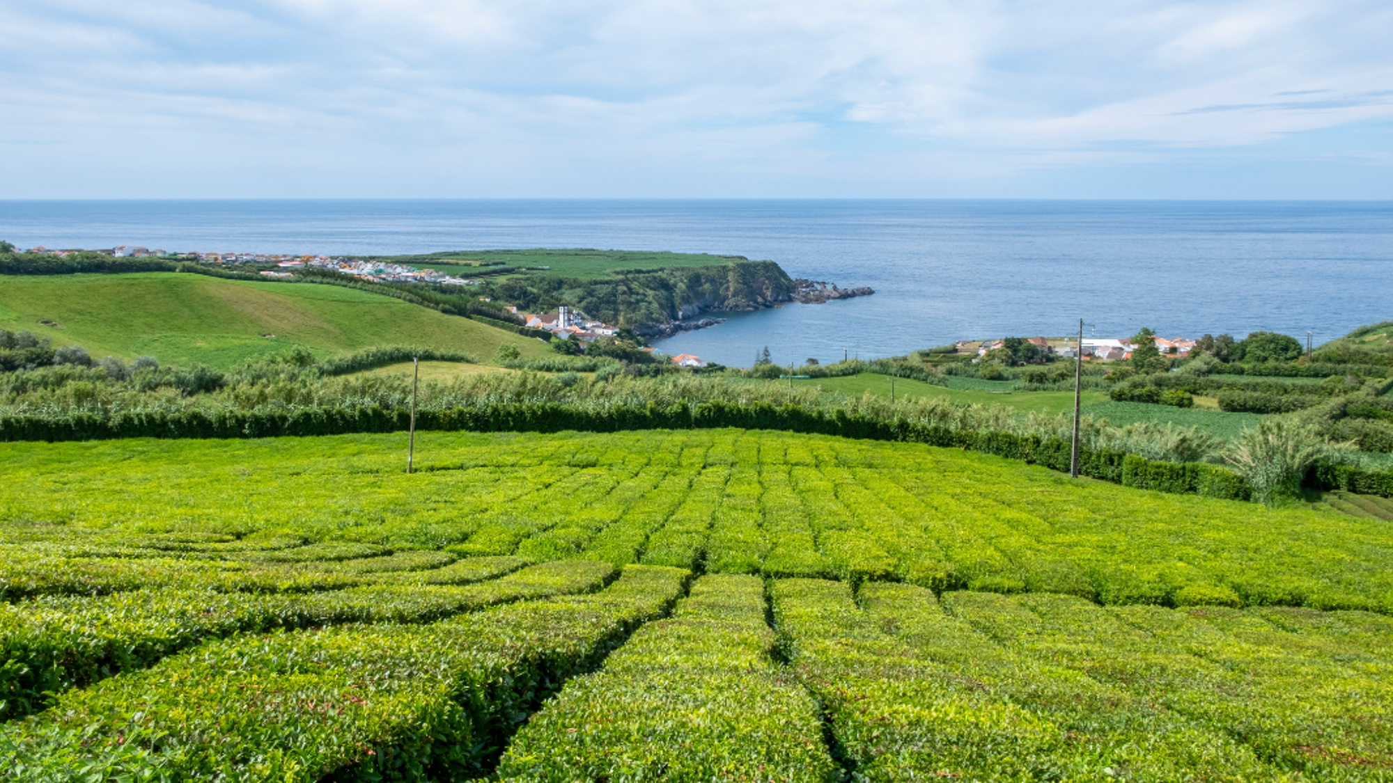 La plantation de thé, Porto Formoso - Jour 4