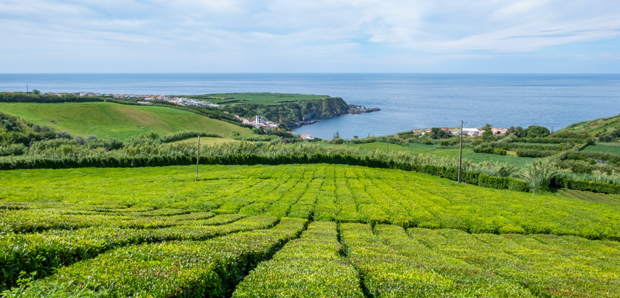 La plantation de thé, Porto Formoso - Jour 4