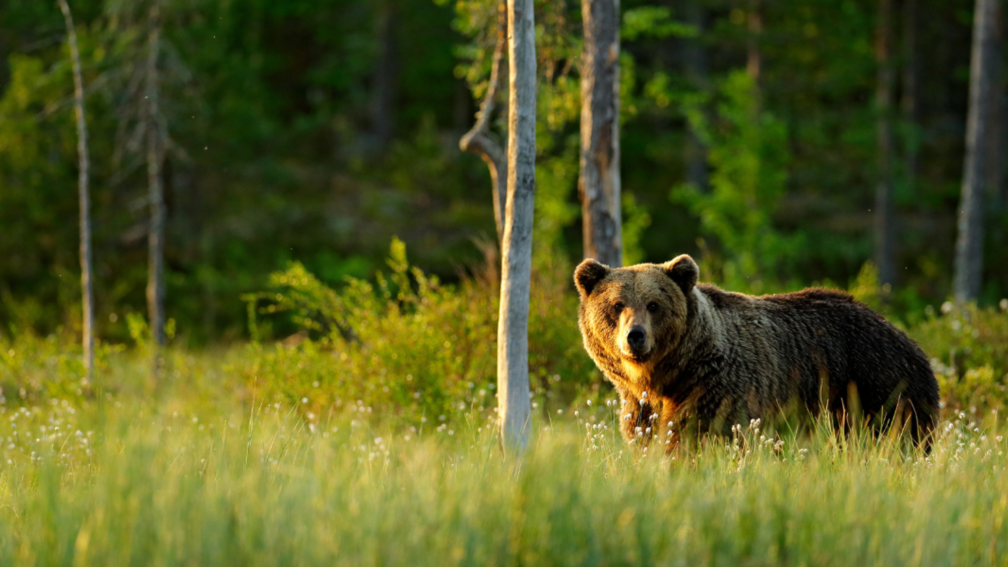 Observez l'ours lors d'une soirée d'affût !