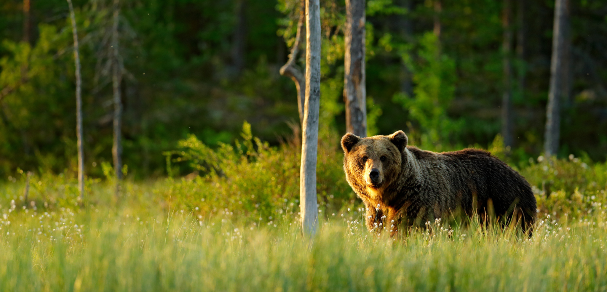 Observez l'ours lors d'une soirée d'affût !