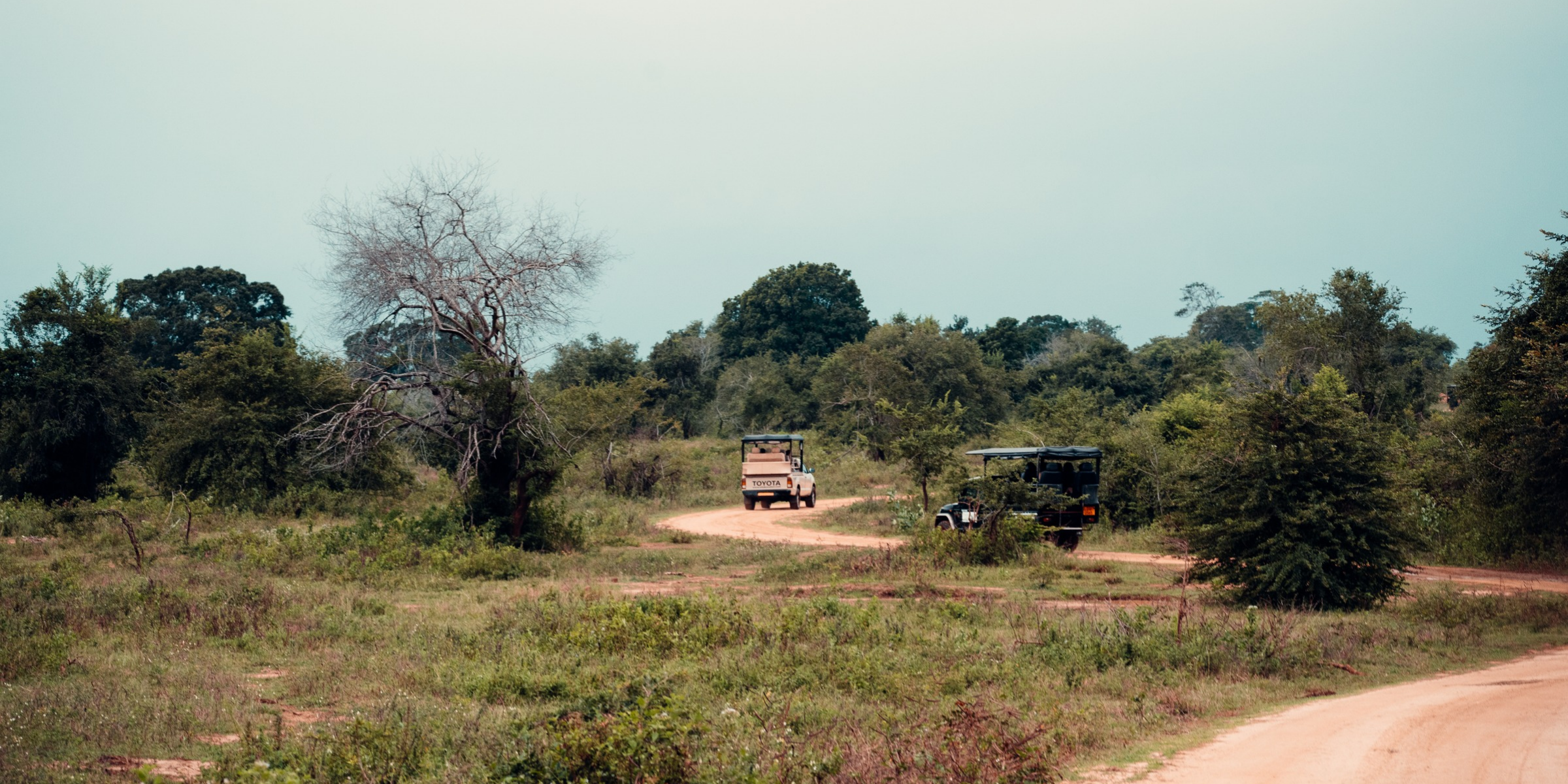 Safari, Sri Lanka ©Maxime Moreau 