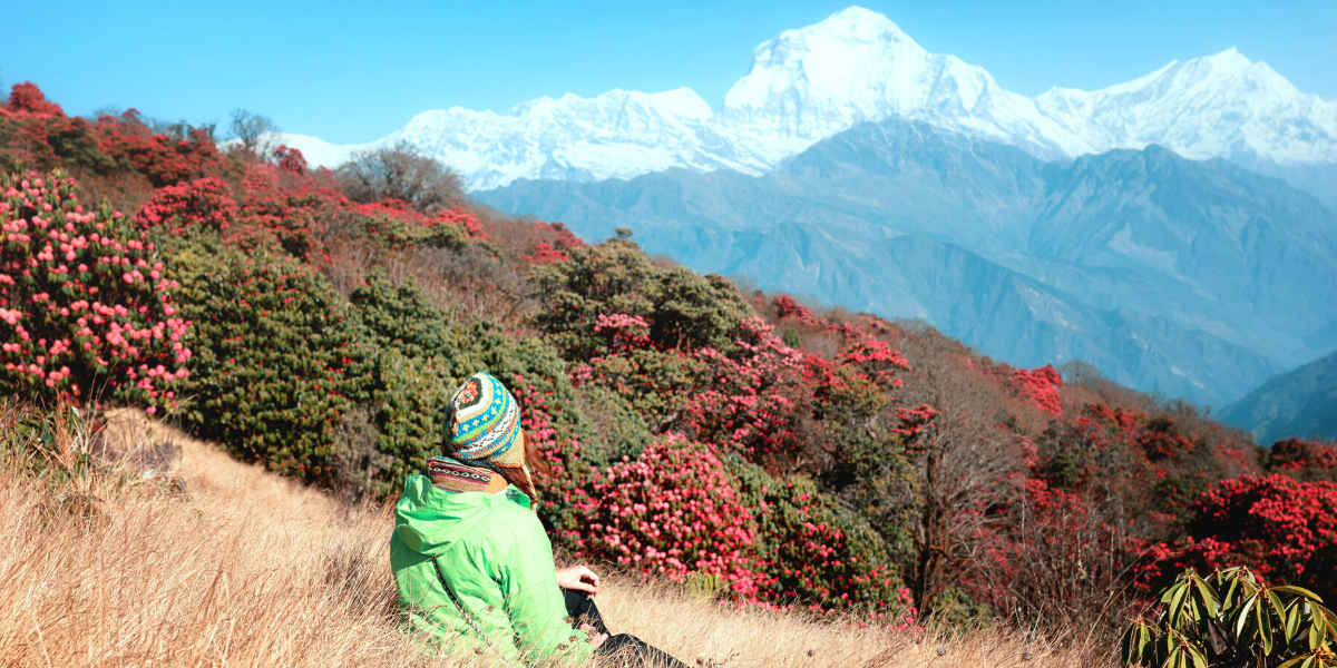 Entre forêts de rhododendrons