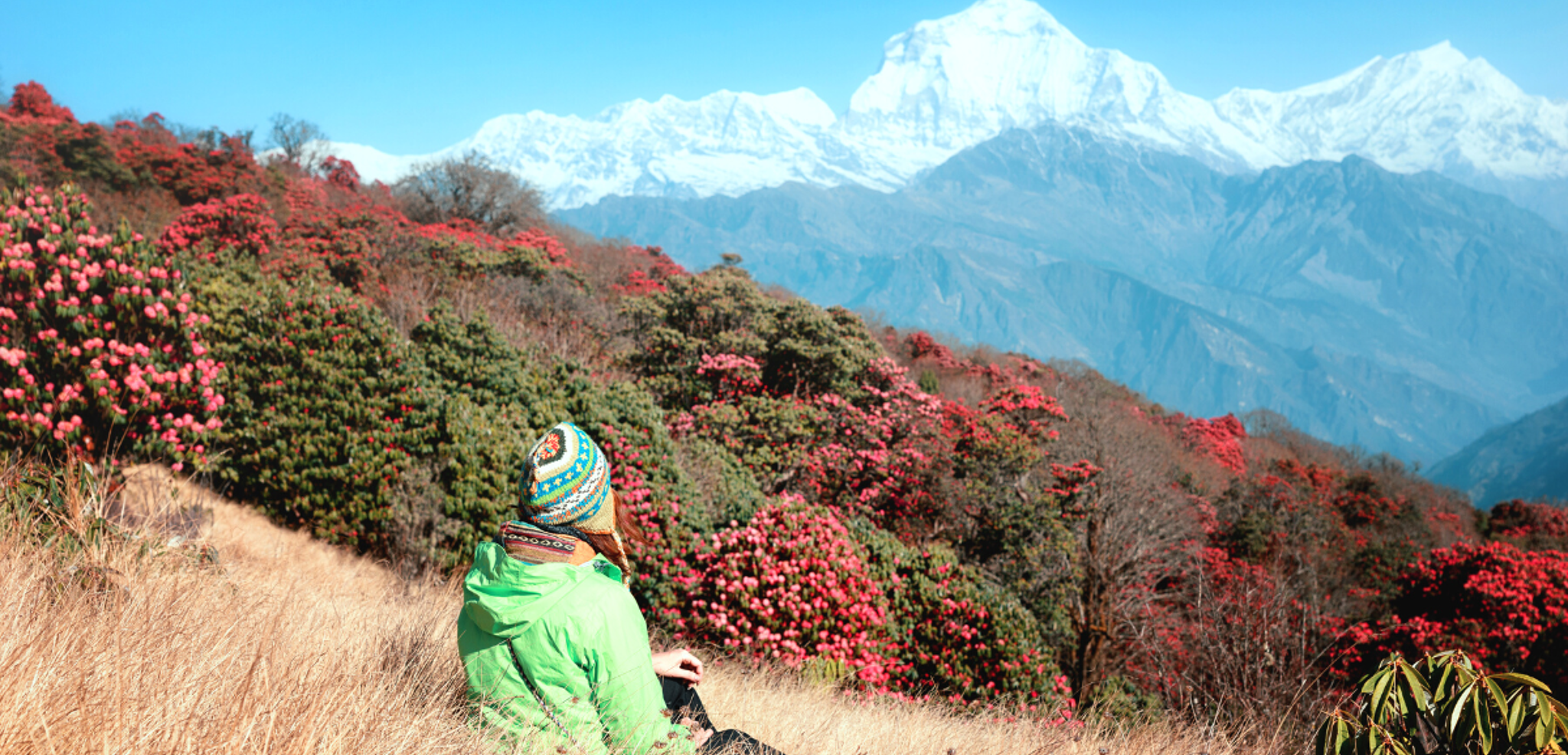 Entre forêts de rhododendrons