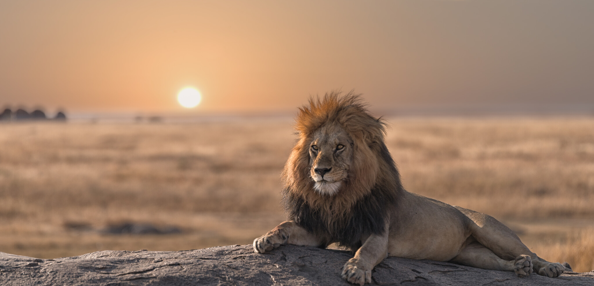 Bienvenue sur les terres du Roi Lion !