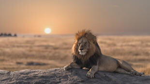 Bienvenue sur les terres du Roi Lion !