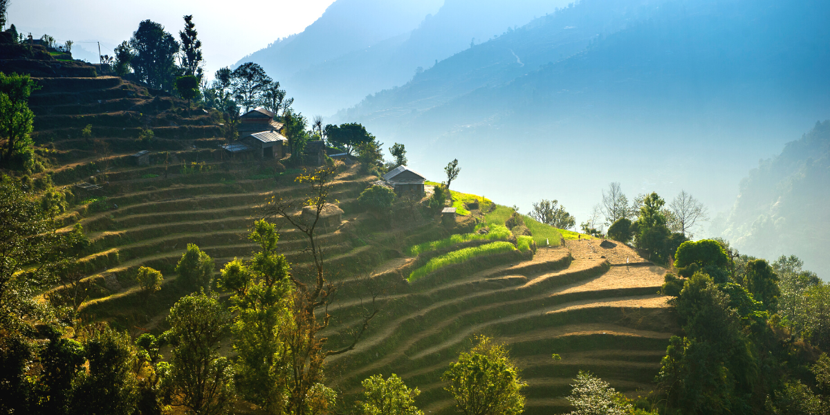 Les cultures en terrasses 