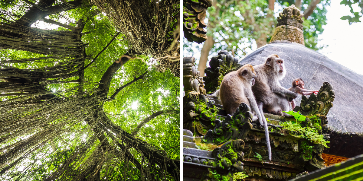 Partez à la rencontre des singes de la Monkey Forest 