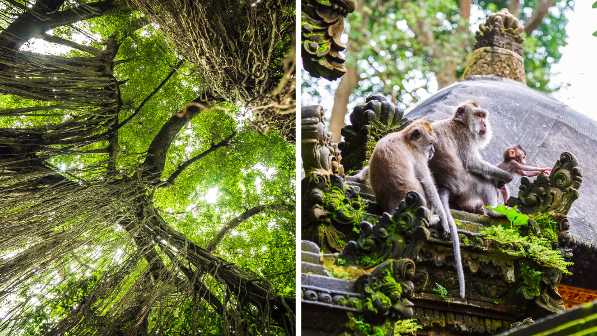 Partez à la rencontre des singes de la Monkey Forest