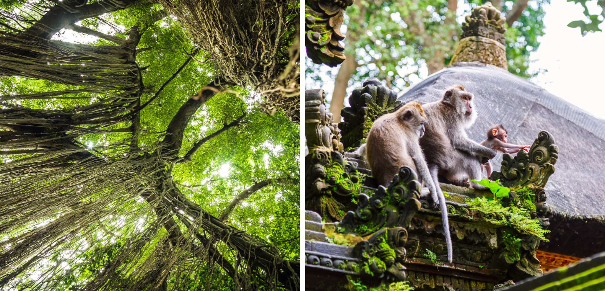 Partez à la rencontre des singes de la Monkey Forest