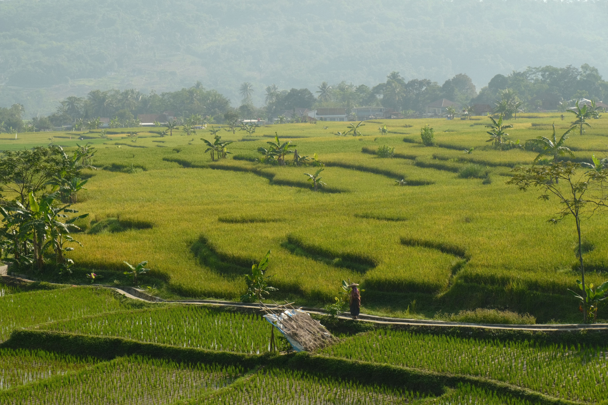 Rizières, Bali, Indonésie ©Ari Setiawan / Pexels 