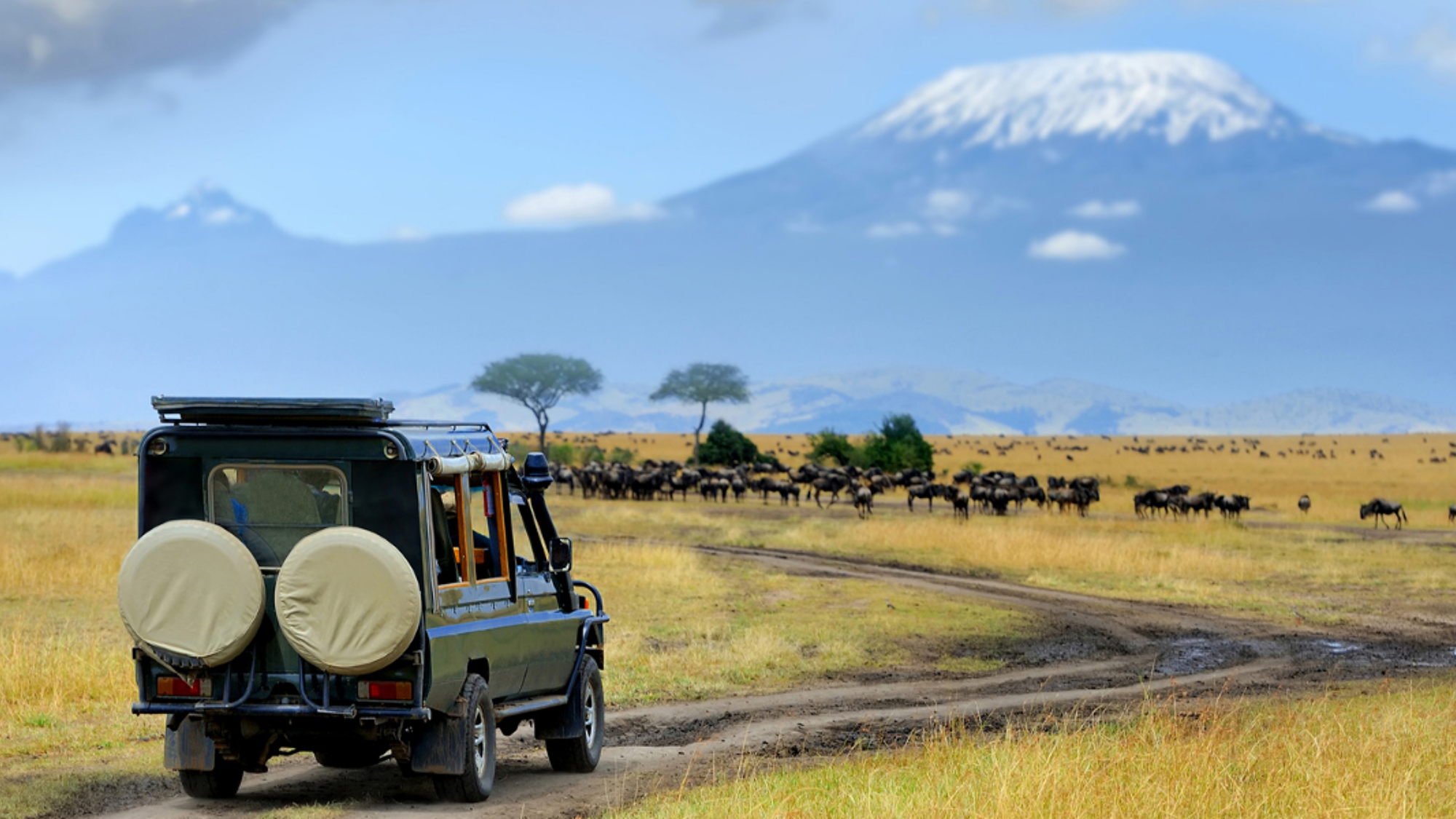 C'est parti pour un safari en pleine réserve naturelle du Masaï Mara !