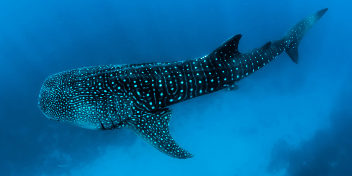 Requin baleine, Maldives 