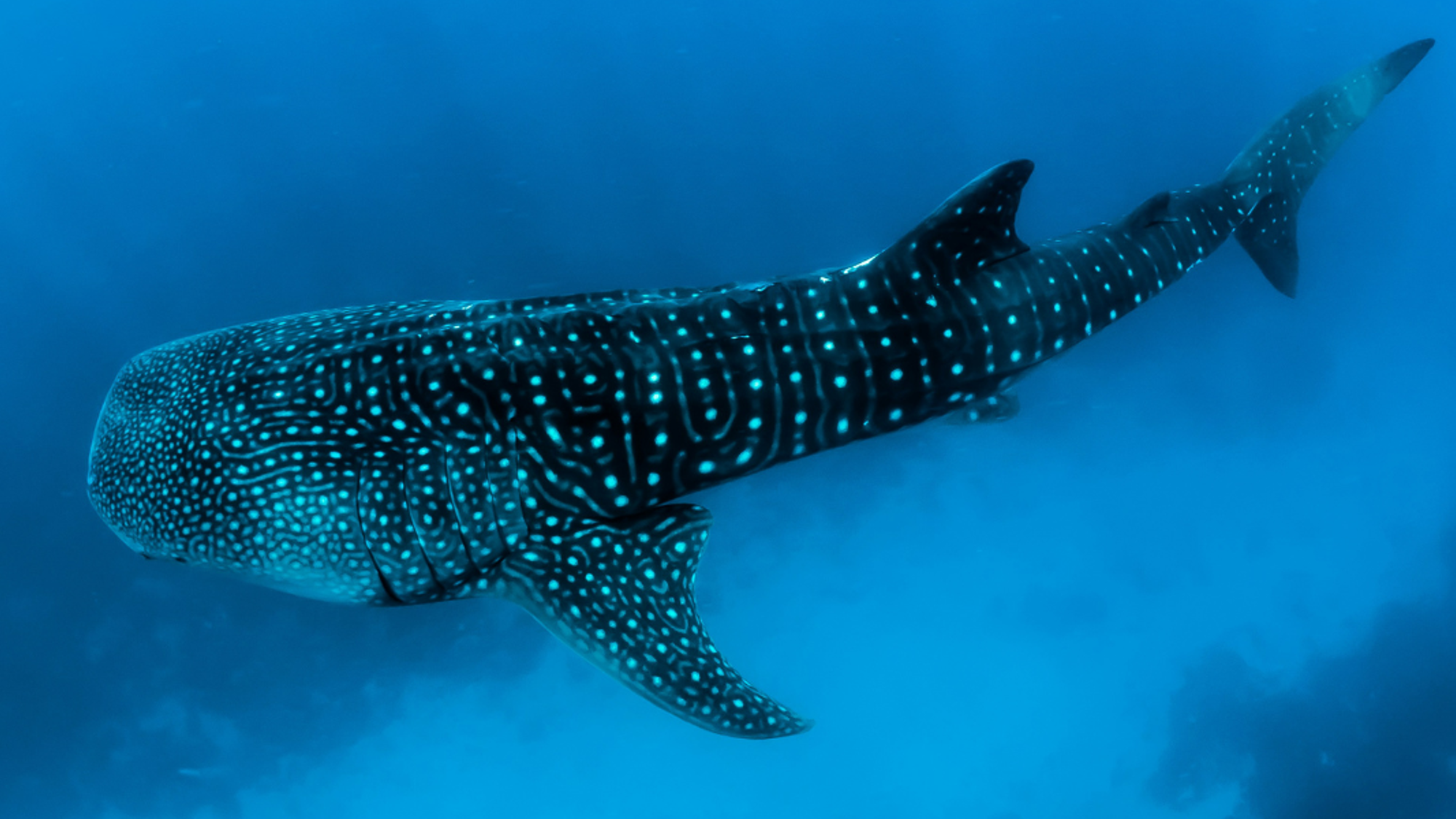 Requin baleine, Maldives