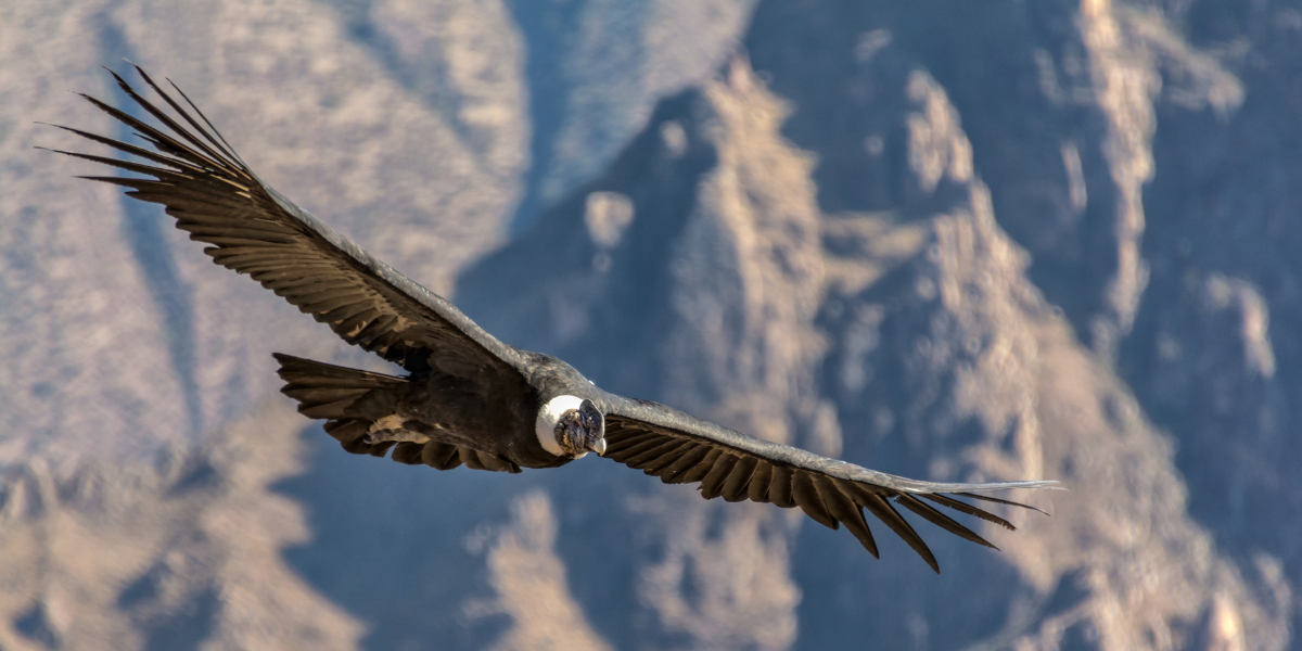 La croix des Condors 