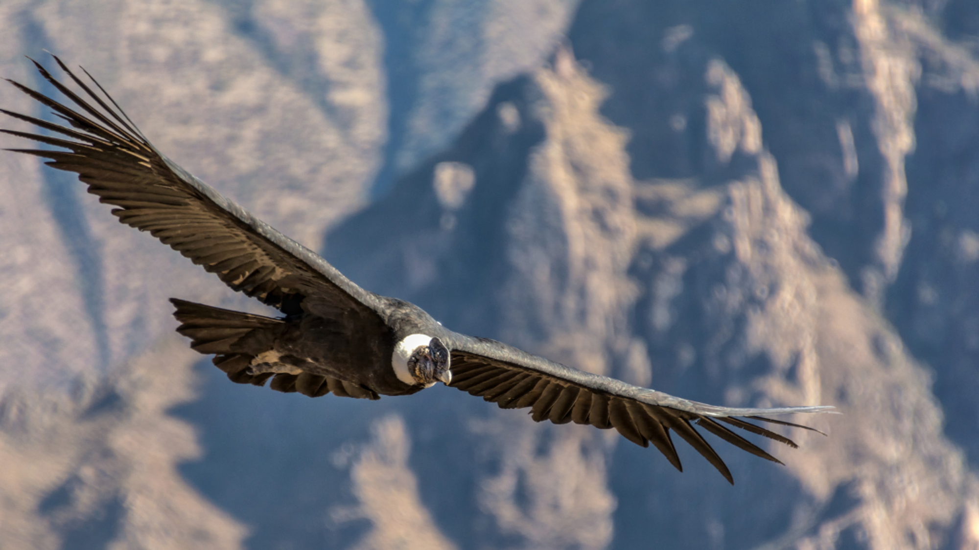 La croix des Condors