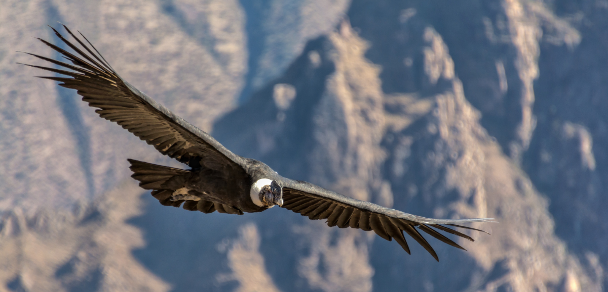 La croix des Condors