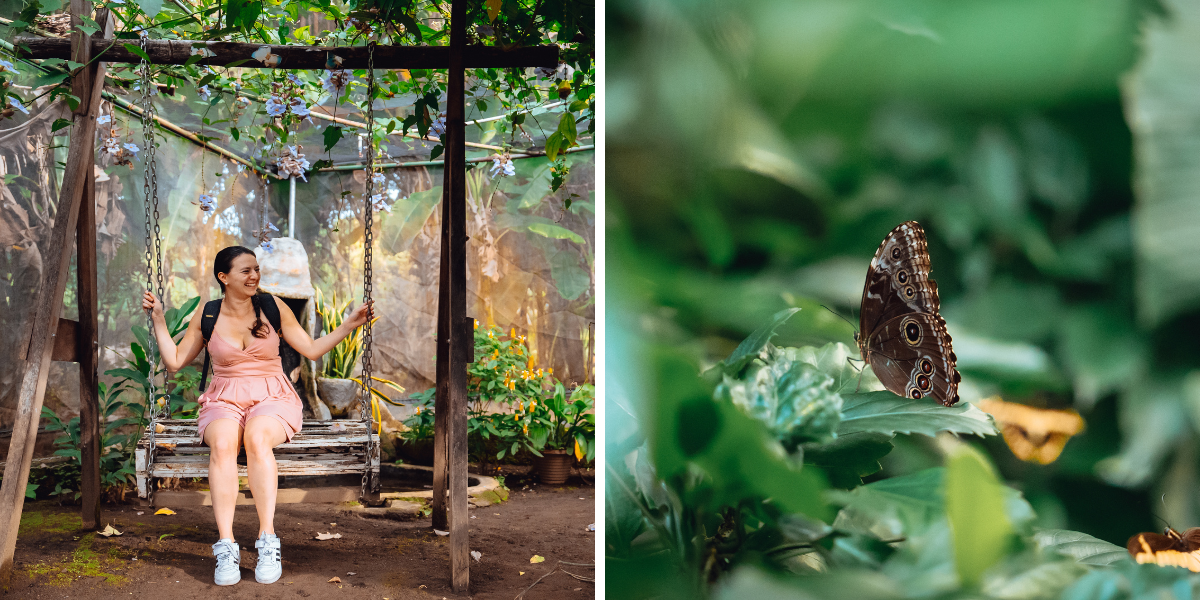 La réserve du Charco Verde et ses papillons
