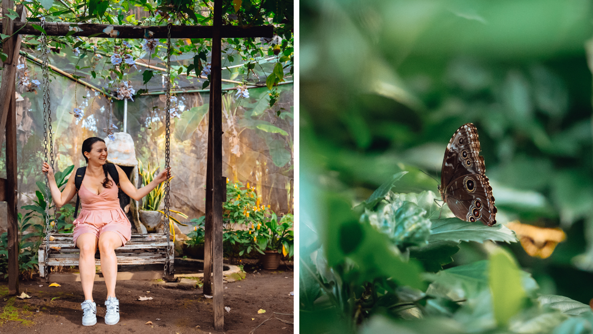 La réserve du Charco Verde et ses papillons