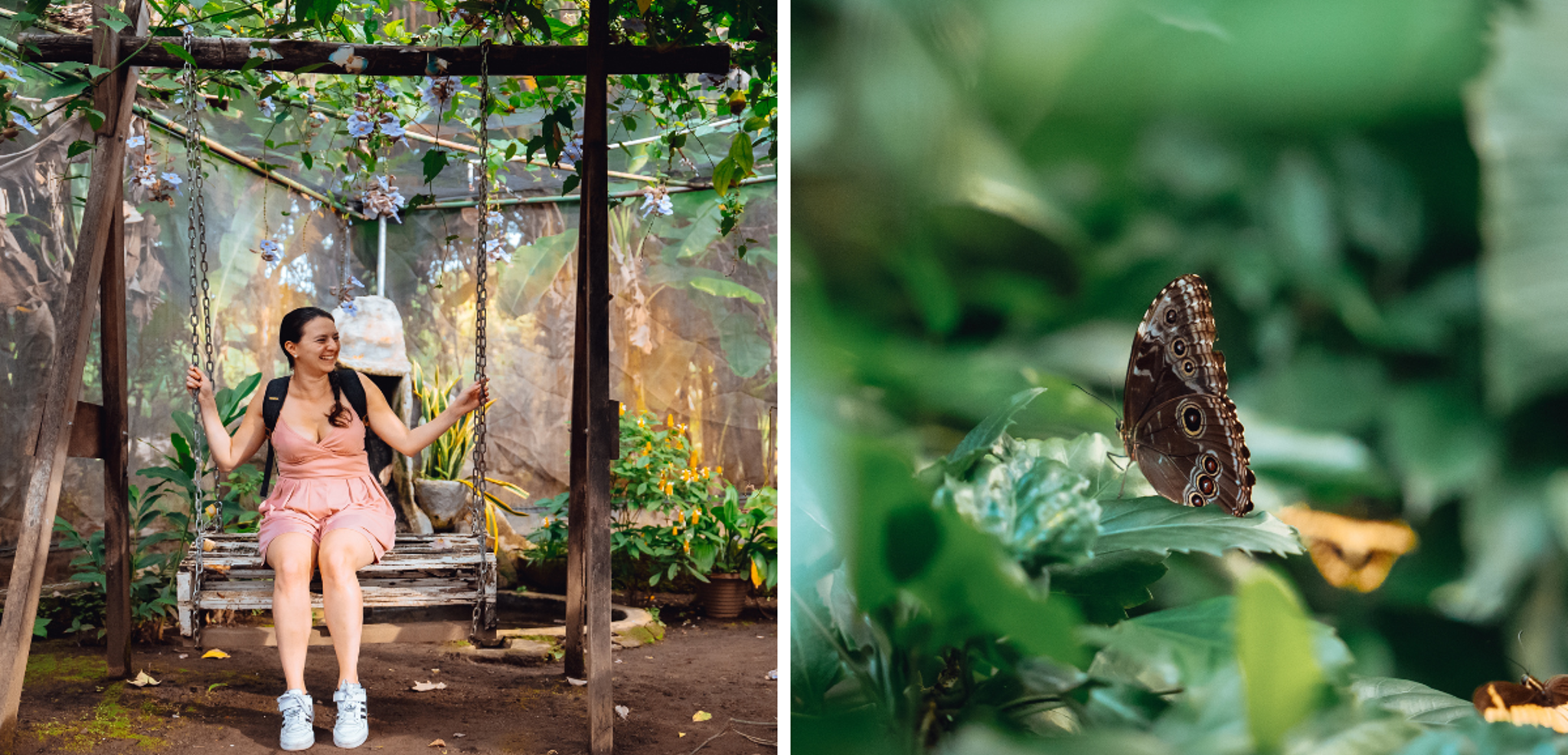 La réserve du Charco Verde et ses papillons