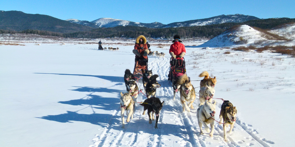 Vos compagnons de voyage à 4 pattes ! 