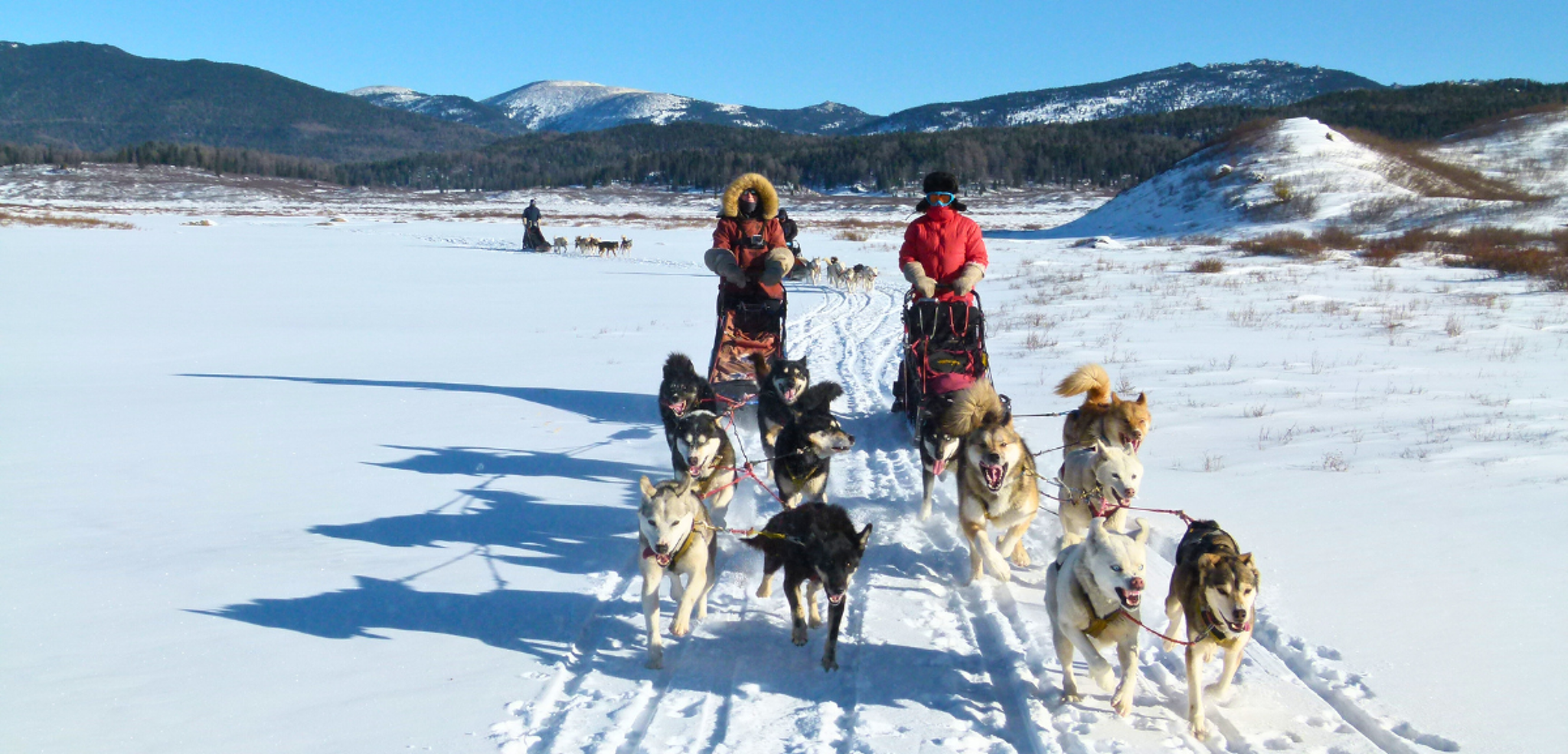 Vos compagnons de voyage à 4 pattes !