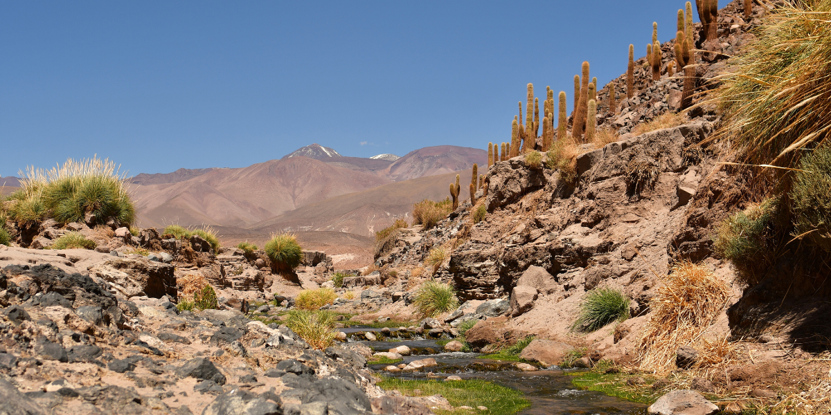 Une randonnée dans la vallée des cactus - jour 4 (Chili)  