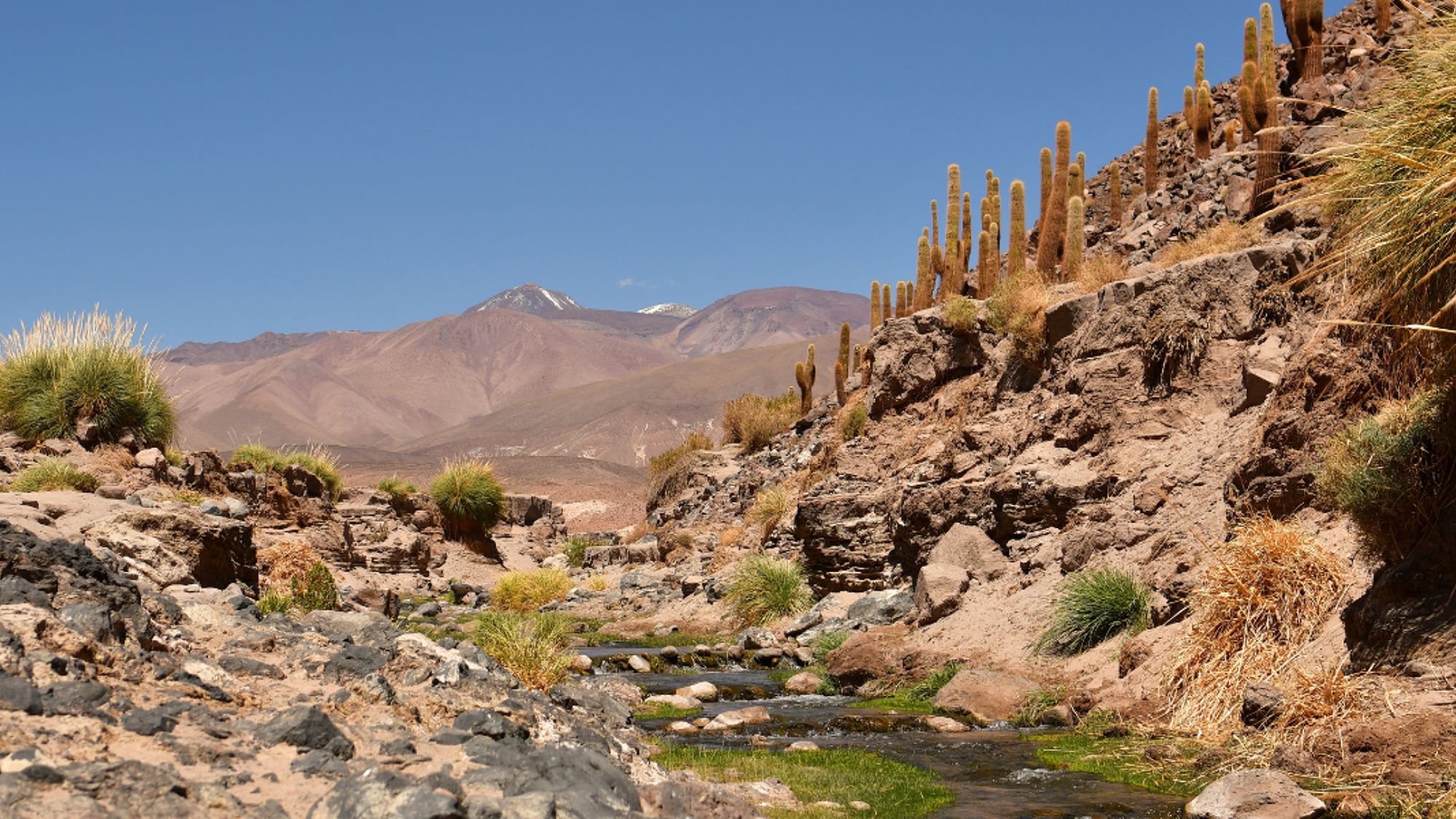 Une randonnée dans la vallée des cactus - jour 4 (Chili)