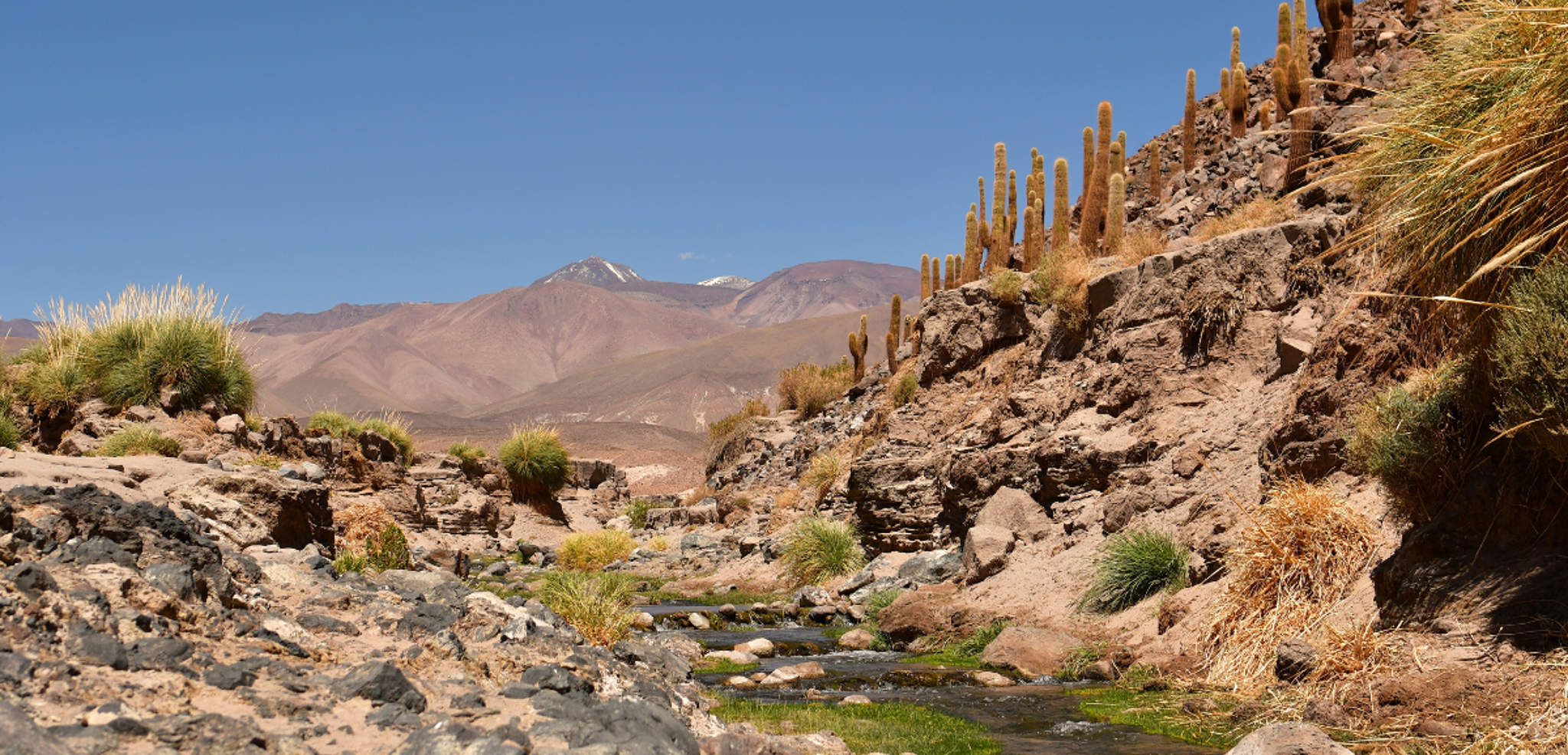 Une randonnée dans la vallée des cactus - jour 4 (Chili)