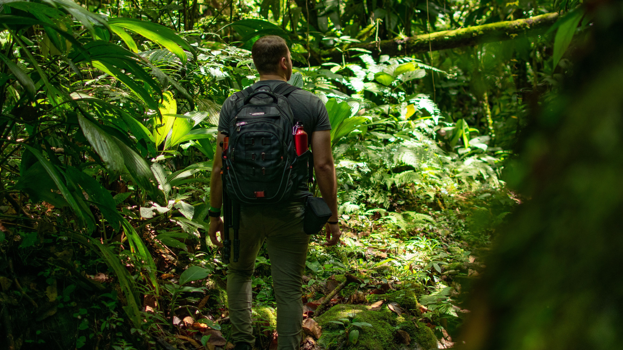 Jungle, Colombie ©juan mendez / Pexels