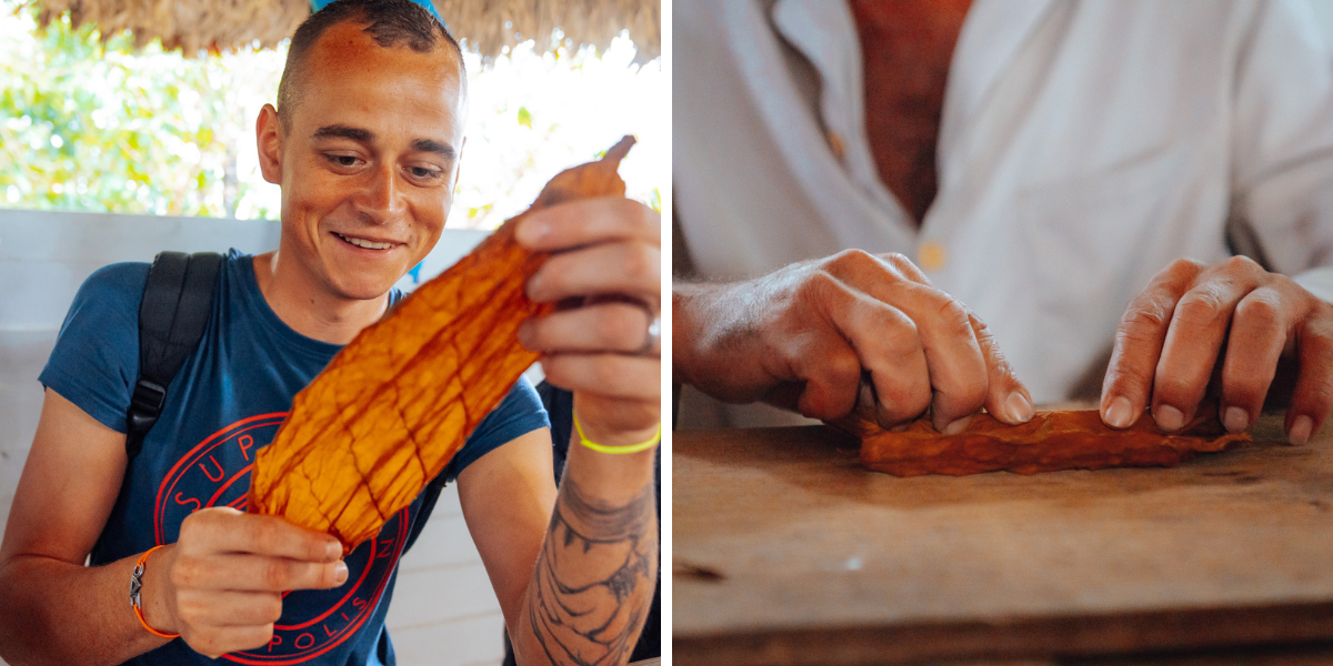 La fabrication des cigares n'aura plus de secrets pour vous ! 