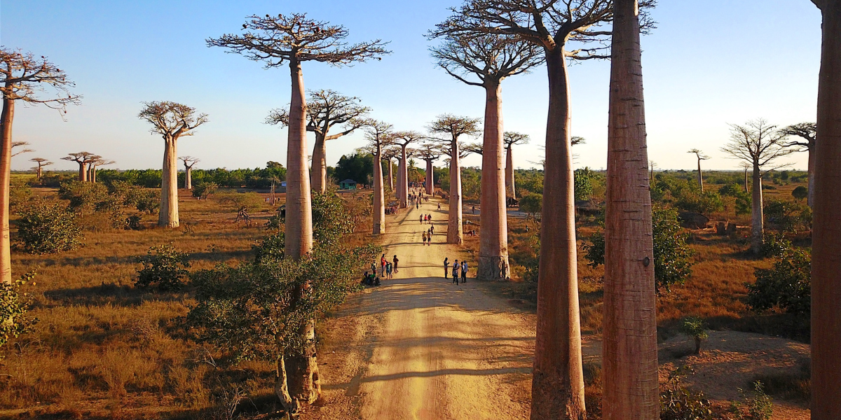 Allée des Baobabs, Madagascar 