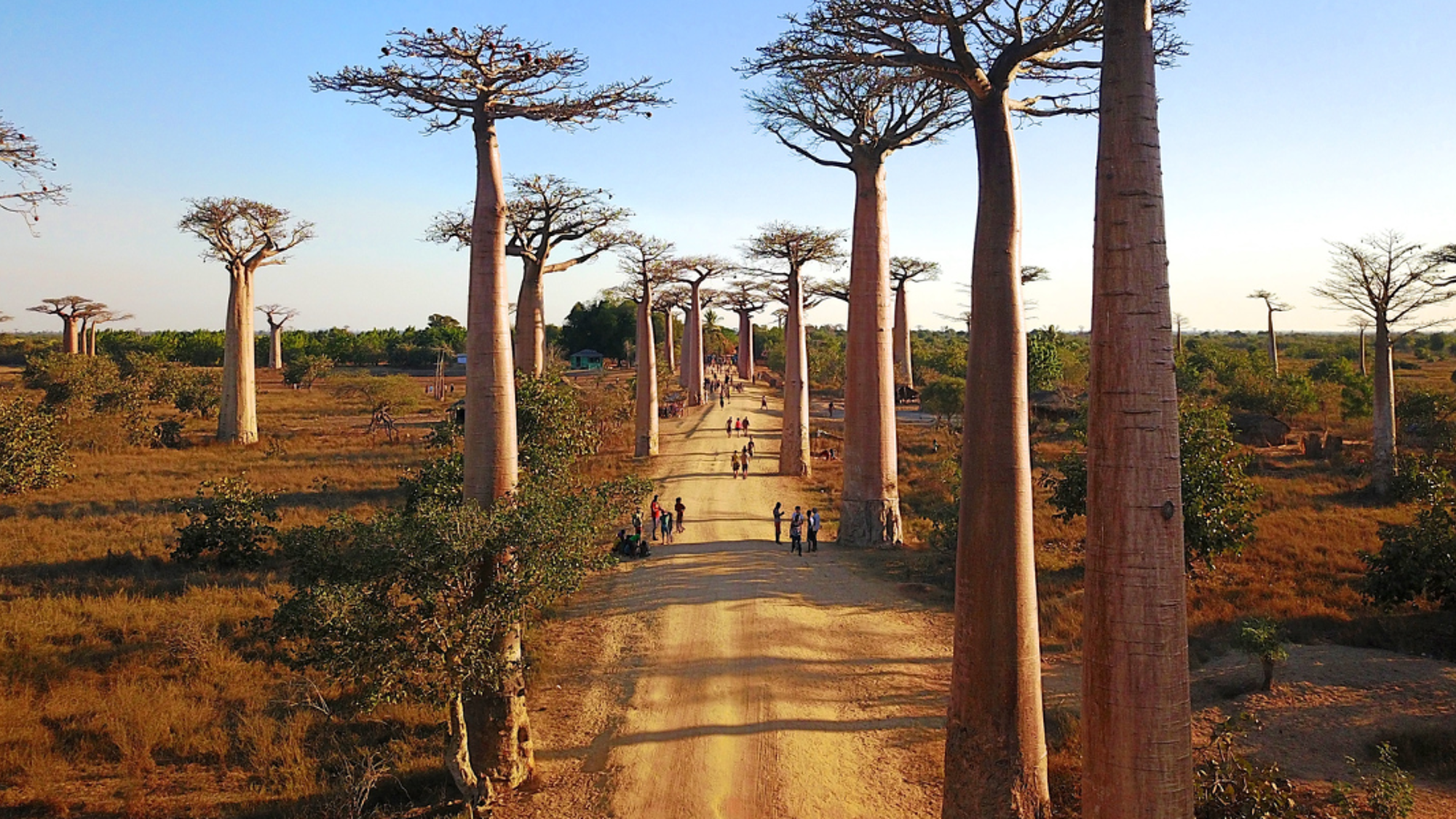 Allée des Baobabs, Madagascar