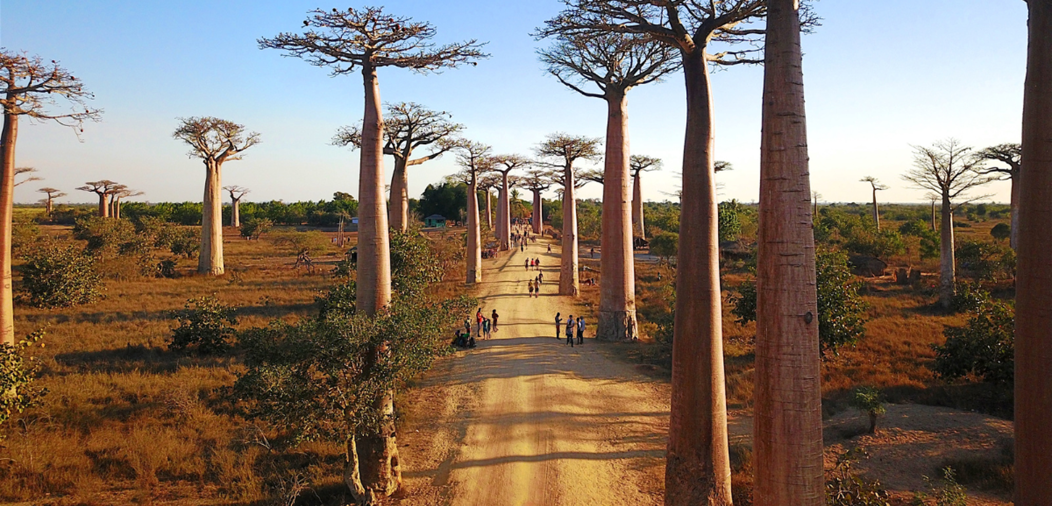 Allée des Baobabs, Madagascar